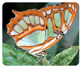 Papillons en Fête 2014